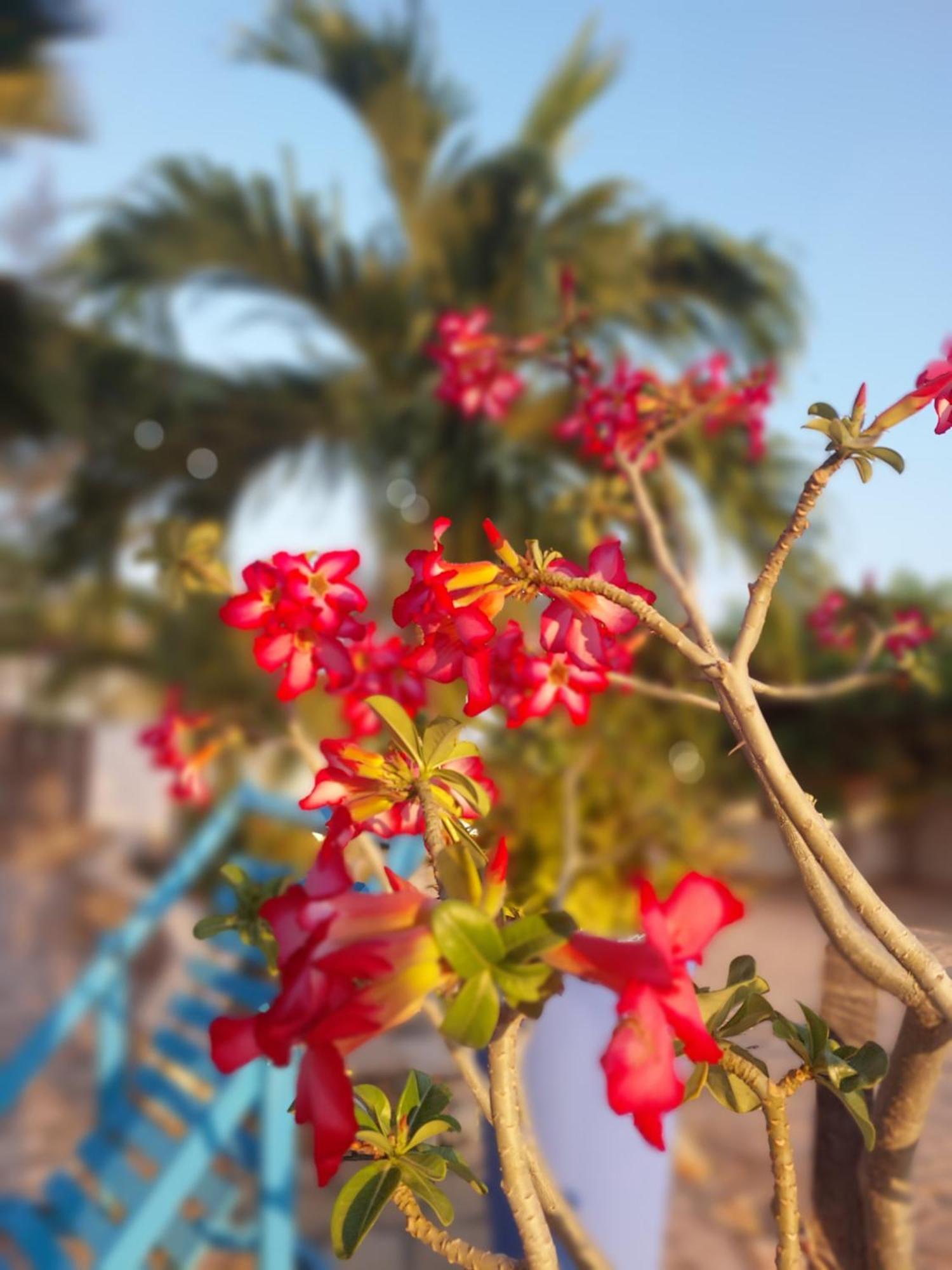 Manga Rosa Hospedagem Canoa Quebrada Extérieur photo