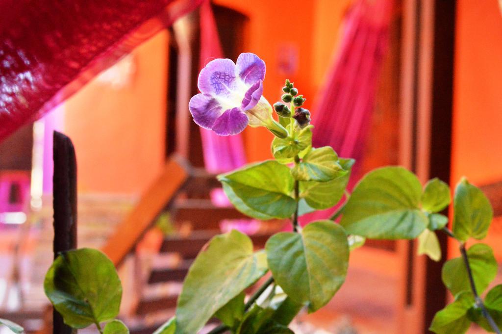 Manga Rosa Hospedagem Canoa Quebrada Extérieur photo